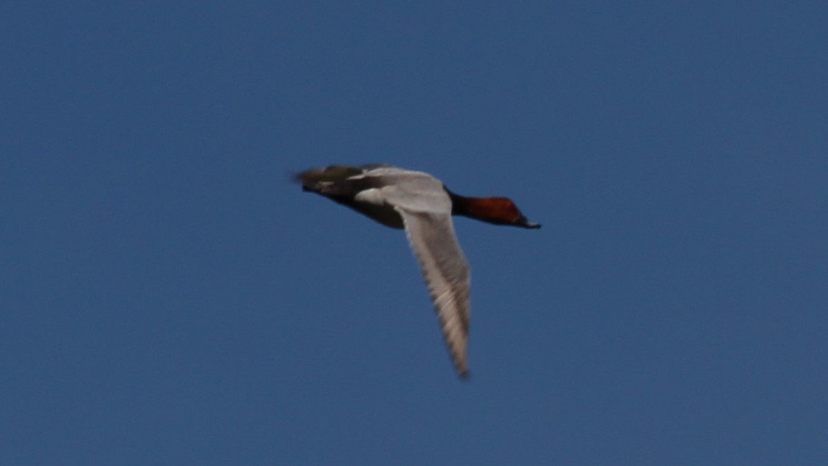 Common Pochard - ML640283706