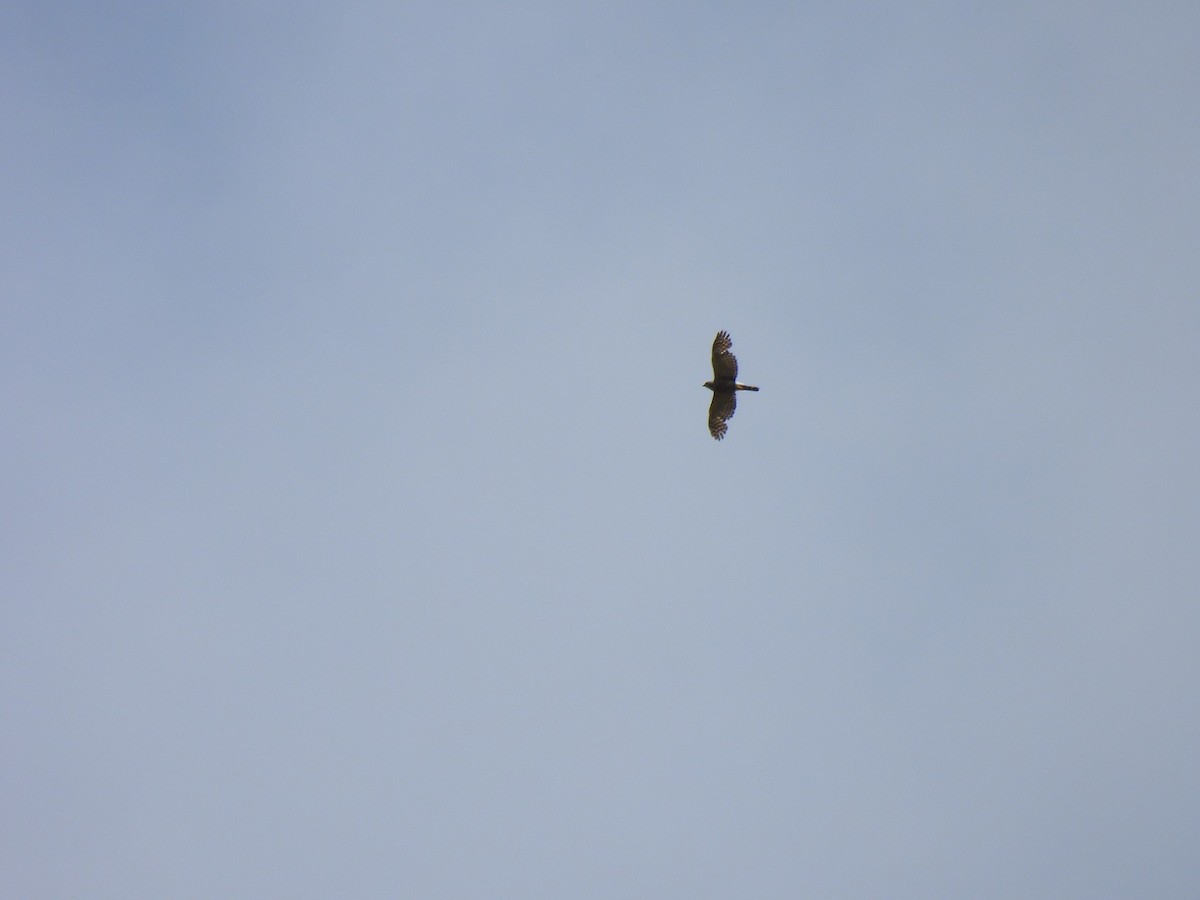 Double-toothed Kite - ML640283707