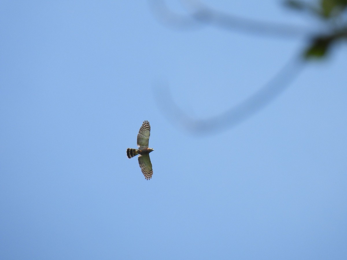 Double-toothed Kite - ML640283708