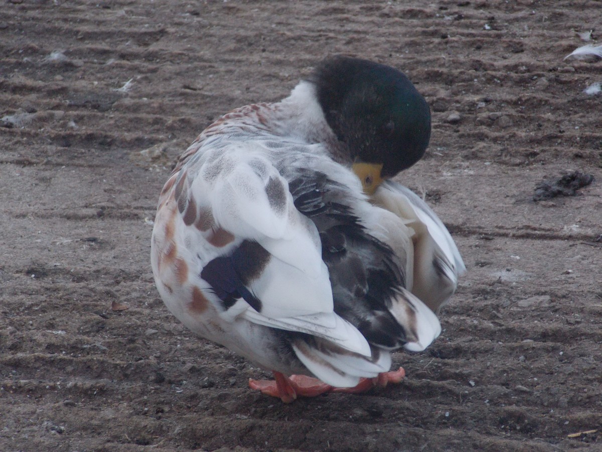 Mallard - ML640283715
