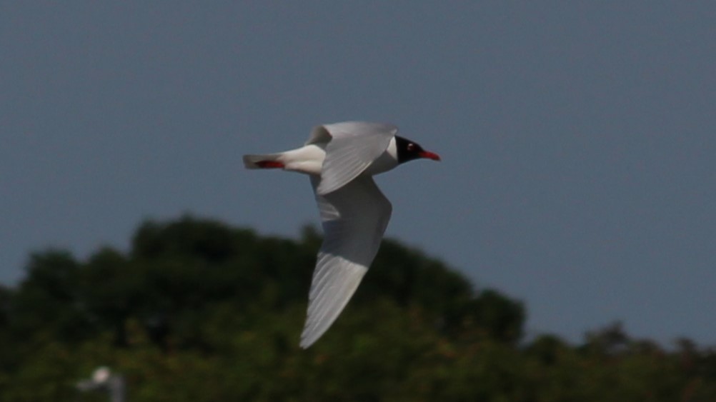 Mediterranean Gull - ML640283720