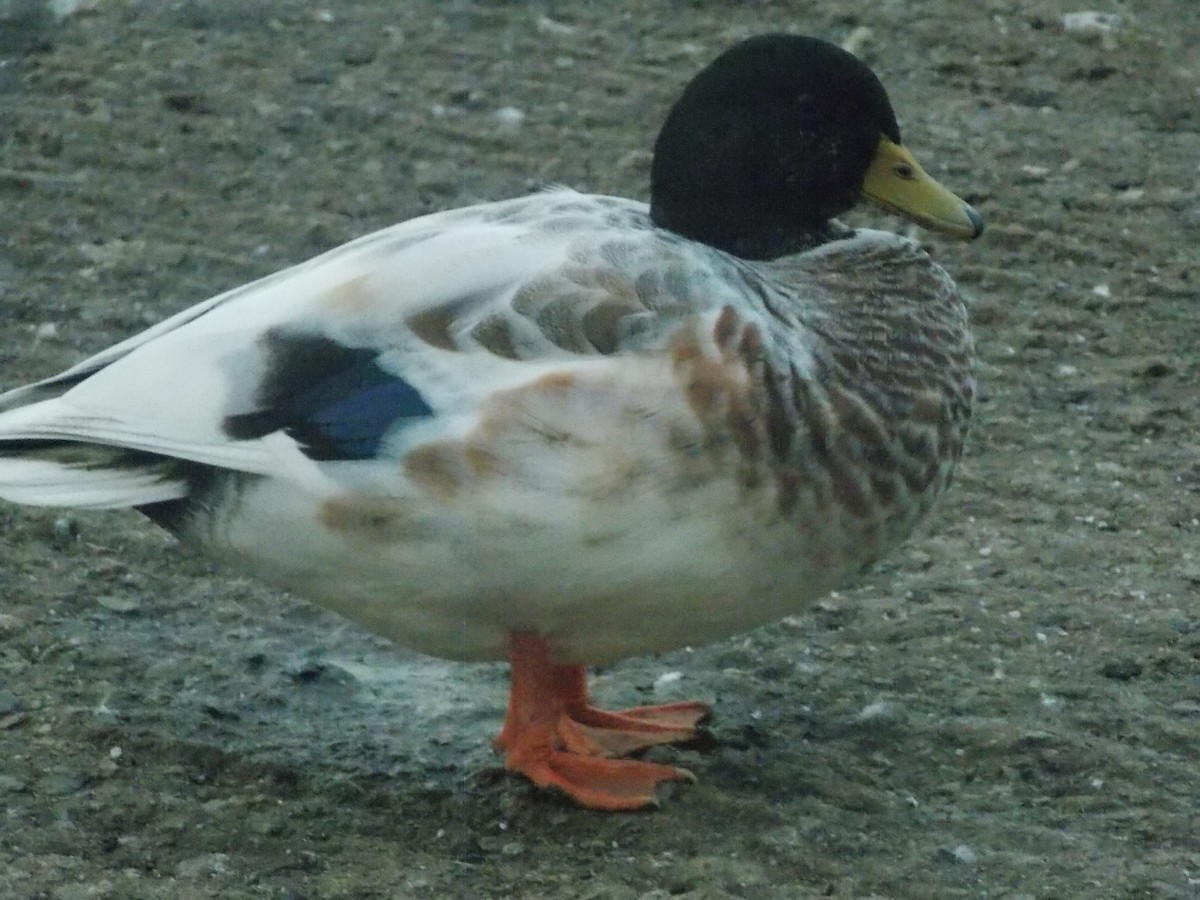 Mallard - ML640283733