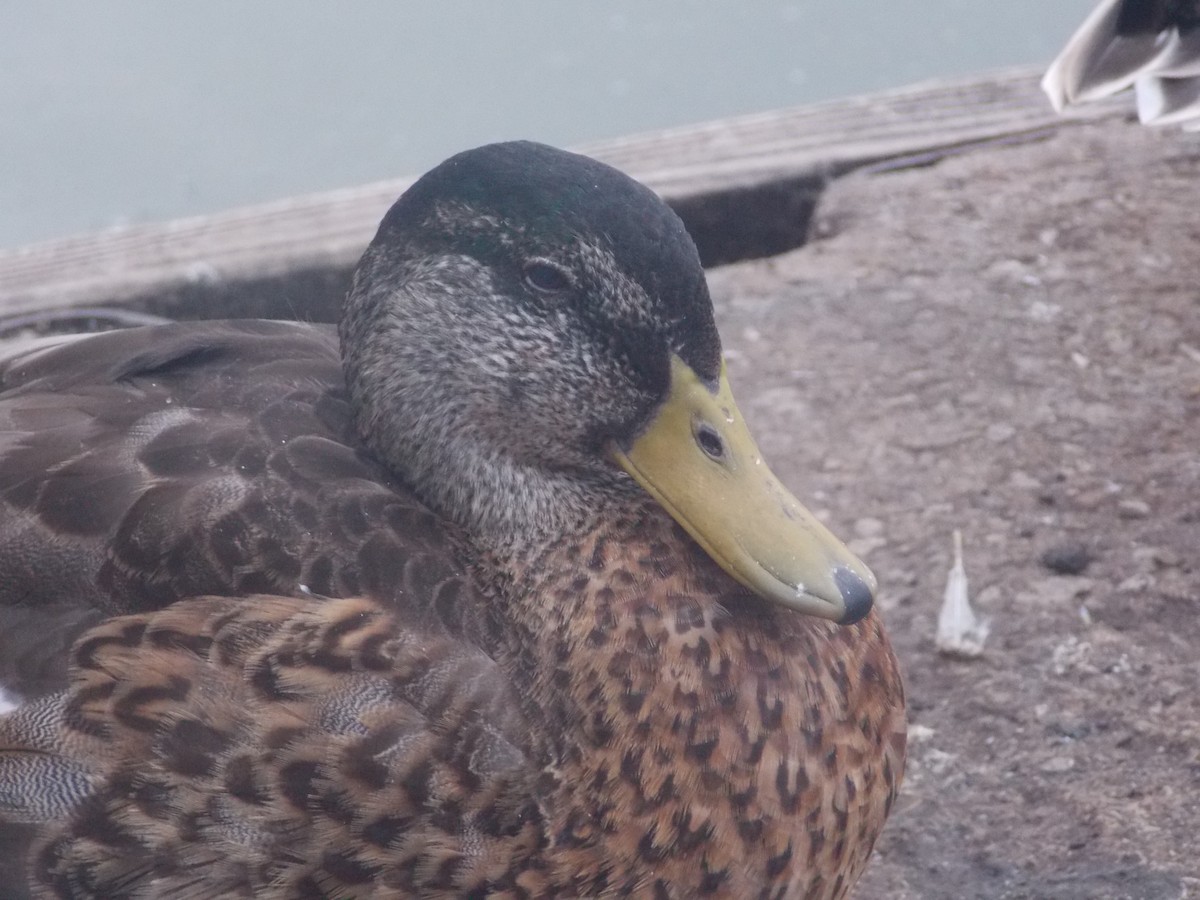 Mallard - ML640283754