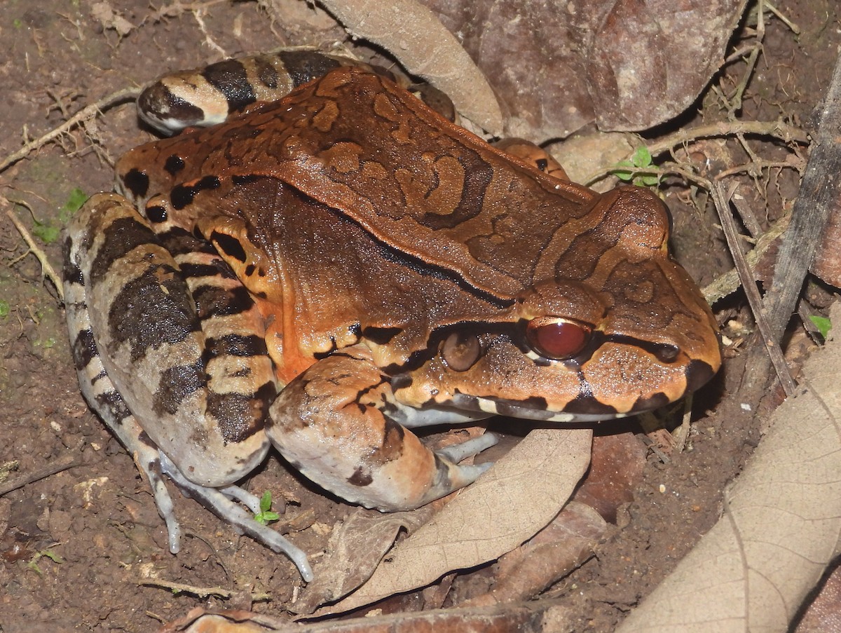 Savage's Thin-toed Frog - ML640283770