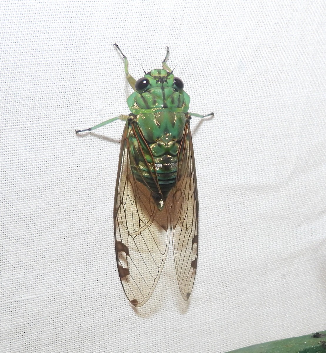 Typical Cicadas - ML640283777