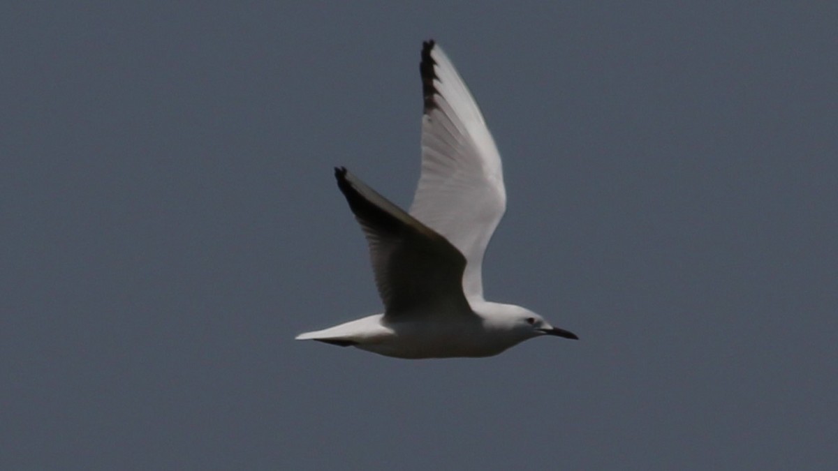 Slender-billed Gull - ML640283796