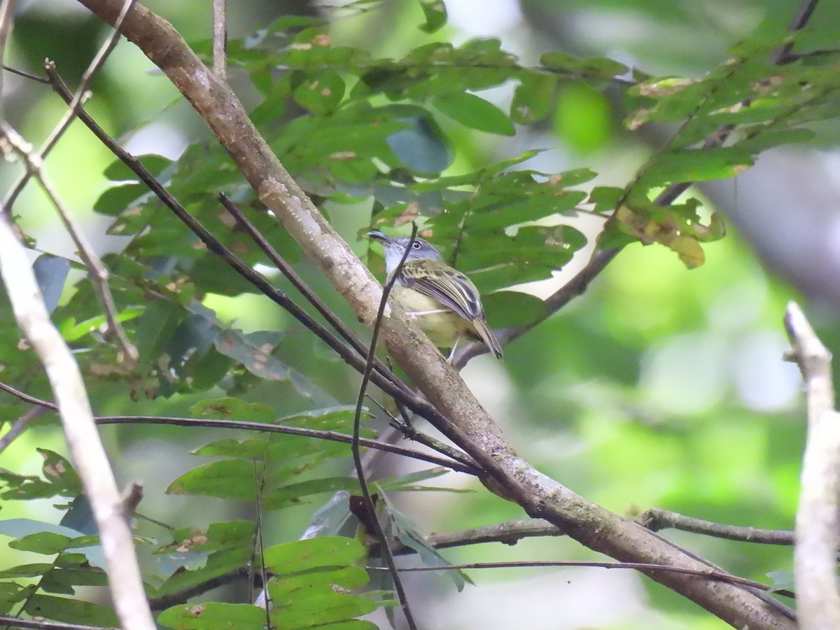 Northern Bentbill - ML640283812