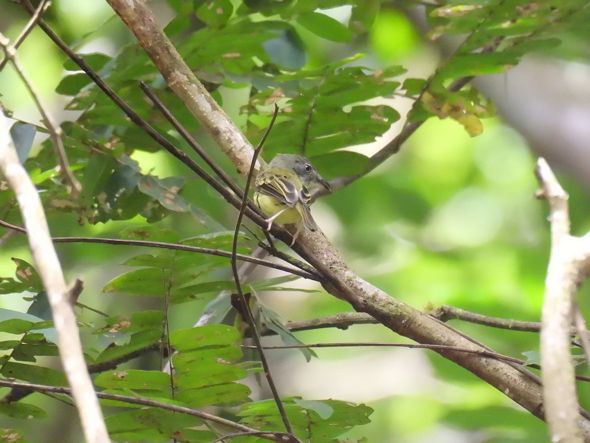 Northern Bentbill - ML640283813
