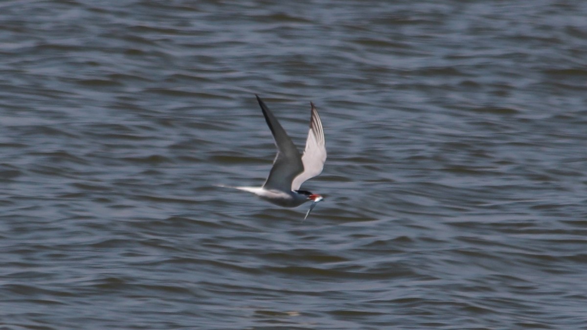 Common Tern - ML640283821