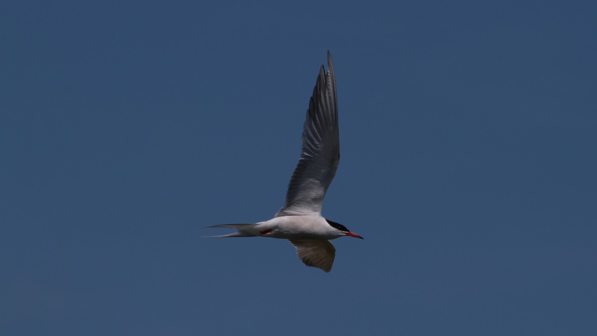 Common Tern - ML640283822
