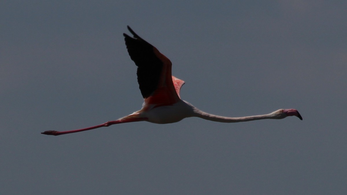 Greater Flamingo - ML640283835