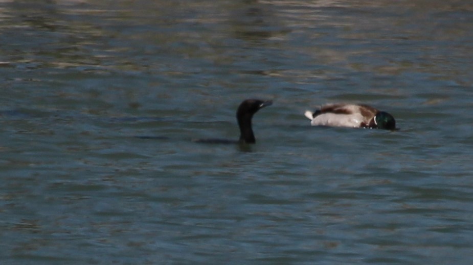 Pygmy Cormorant - ML640283855
