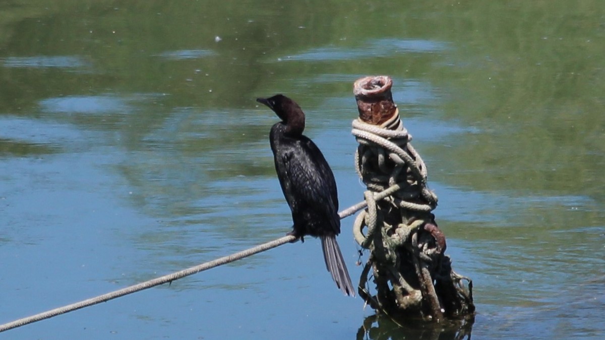 Pygmy Cormorant - ML640283856