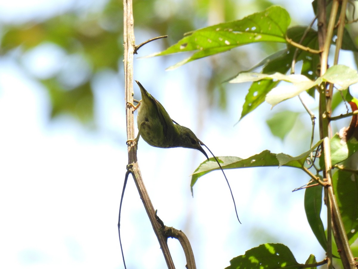 Red-legged Honeycreeper - ML640283860