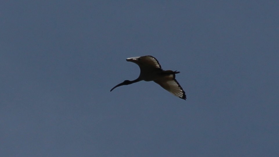 African Sacred Ibis - ML640283861
