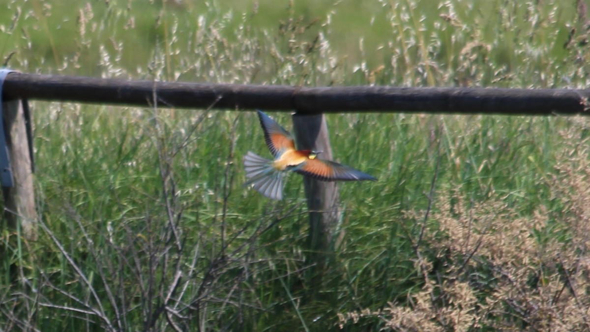 European Bee-eater - ML640283872