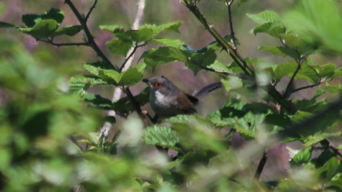 Sardinian Warbler - ML640283888