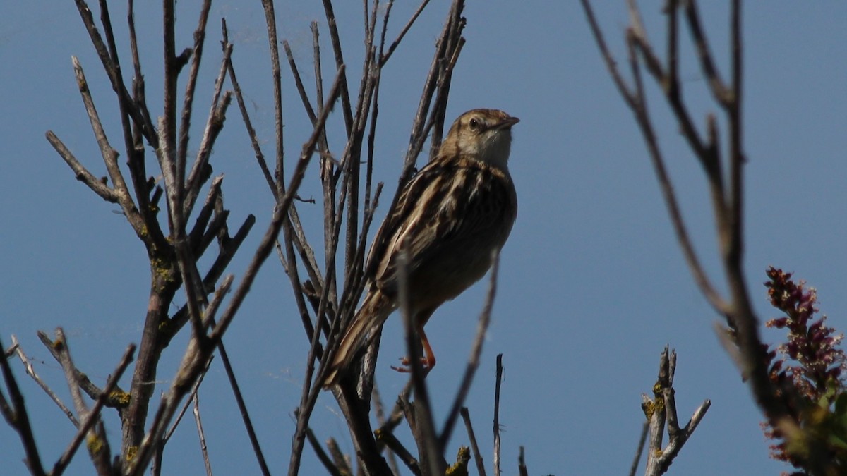 Zitting Cisticola - ML640283893