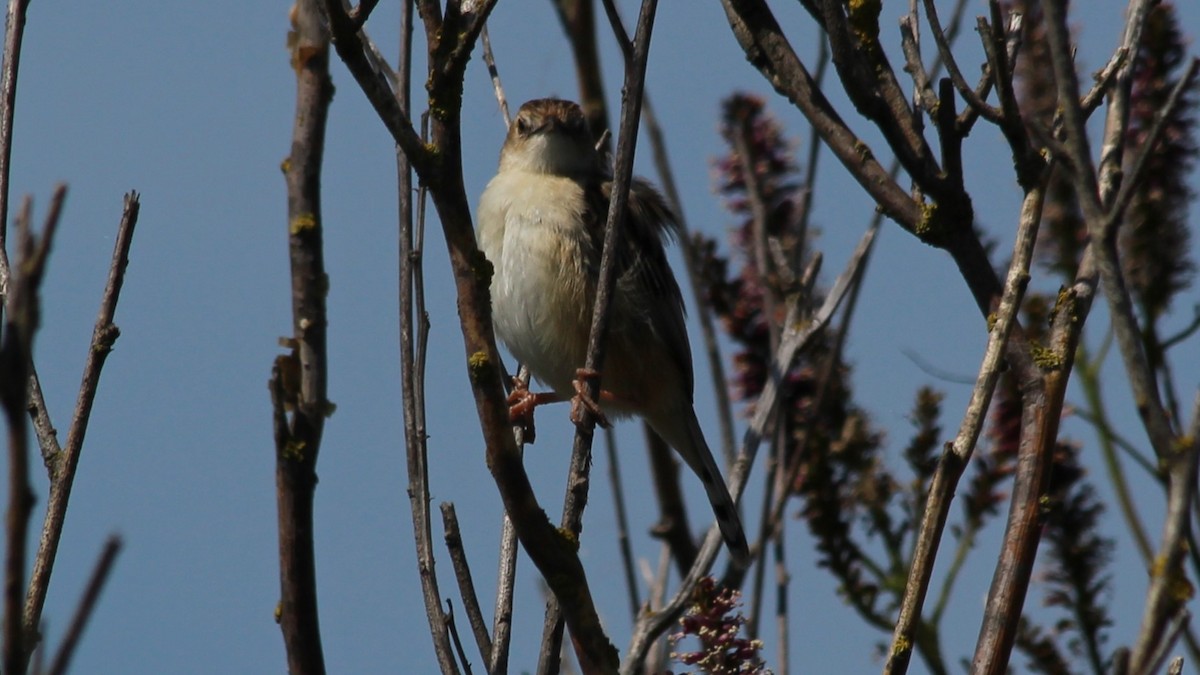 Zitting Cisticola - ML640283894