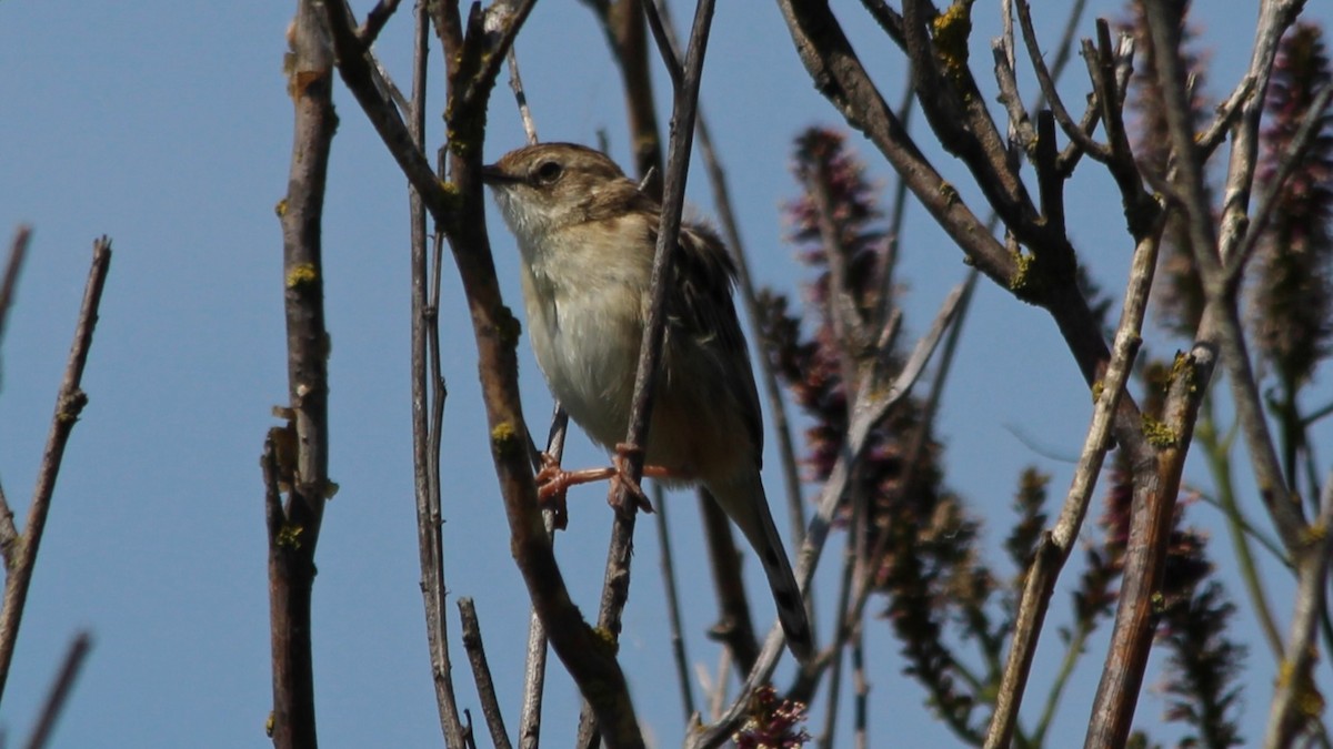 Zitting Cisticola - ML640283895