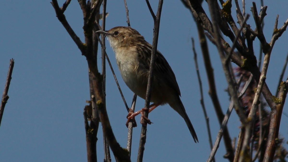 Zitting Cisticola - ML640283896