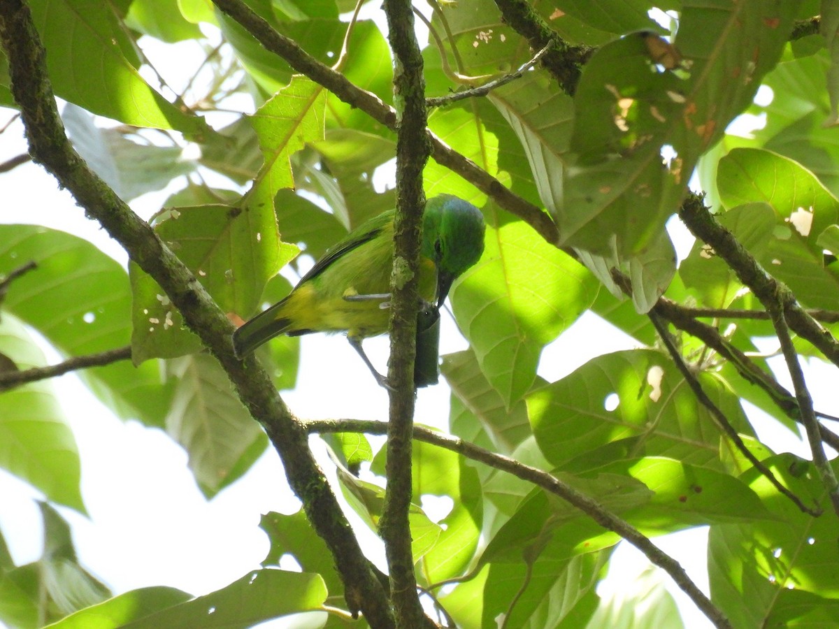 Green Shrike-Vireo - ML640283908