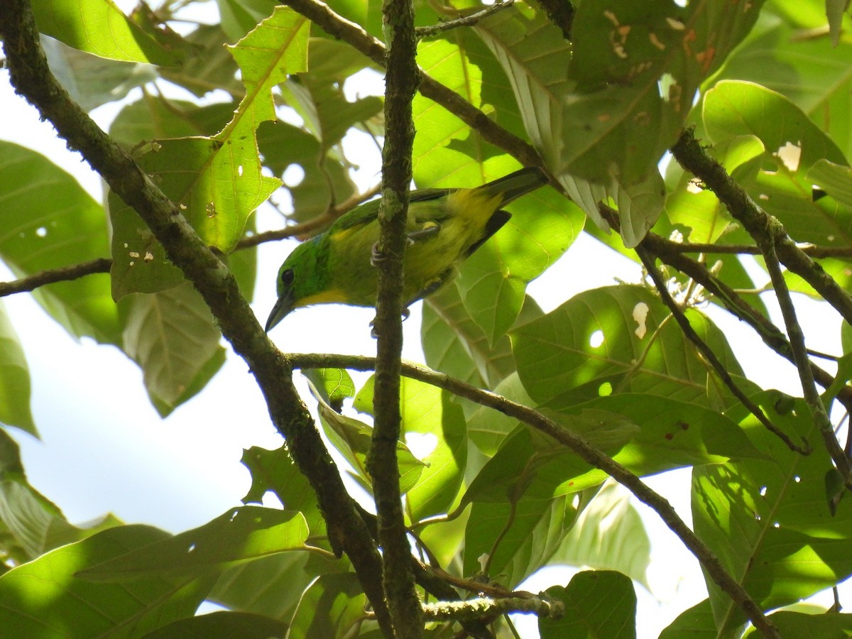 Green Shrike-Vireo - ML640283909