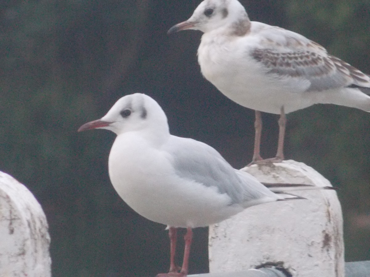 Black-headed Gull - ML640283920