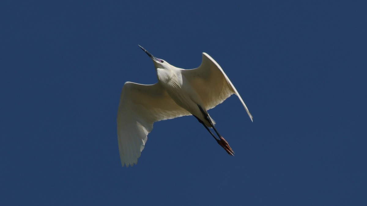 Little Egret - ML640283923
