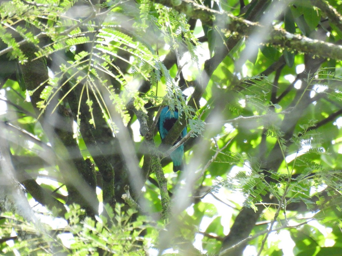 Turquoise Cotinga - ML640283925