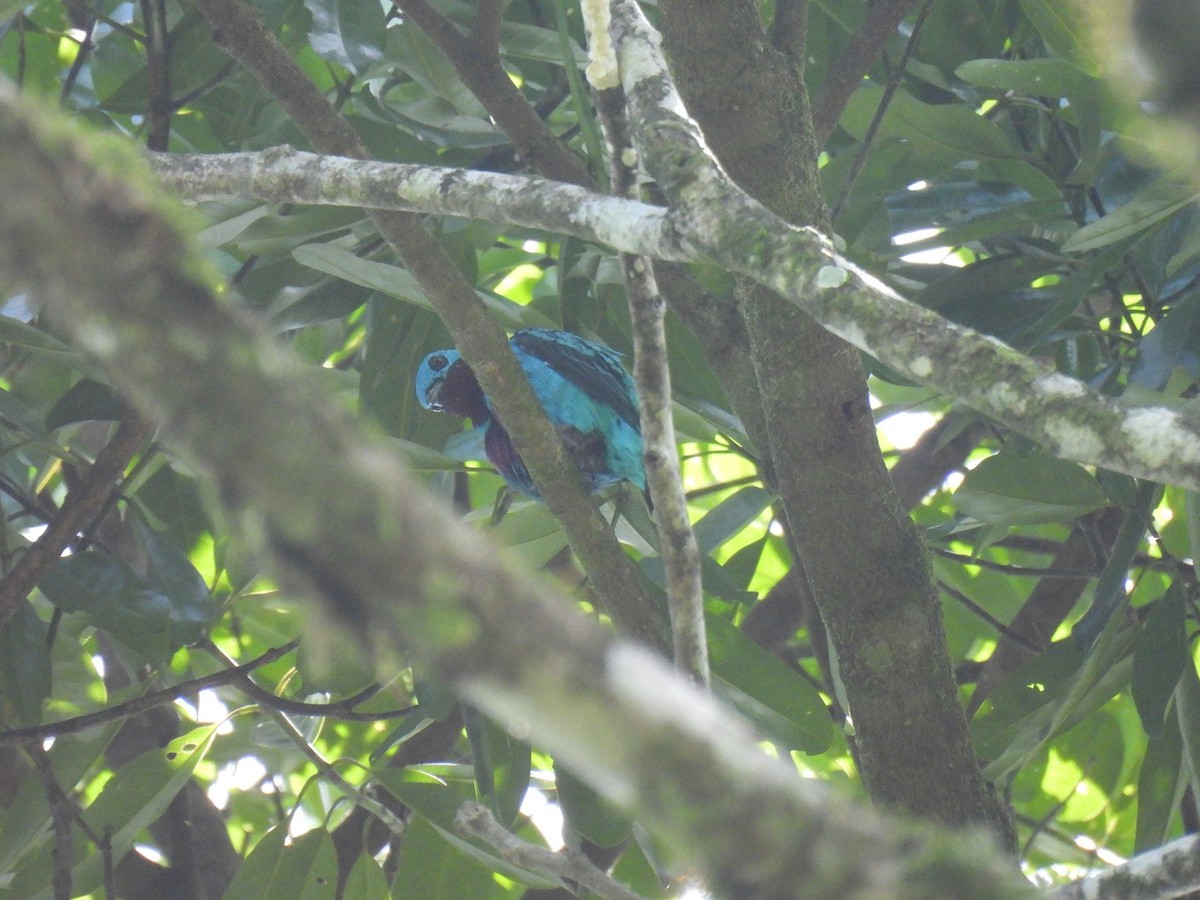 Turquoise Cotinga - ML640283926