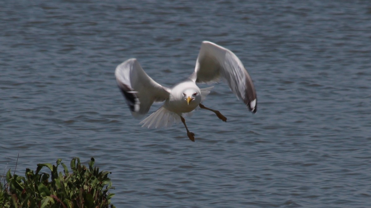 Yellow-legged Gull - ML640283937