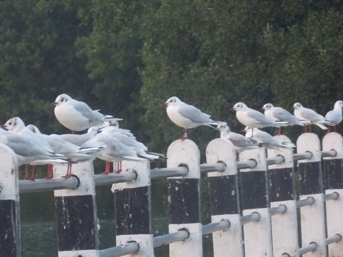 Black-headed Gull - ML640283939
