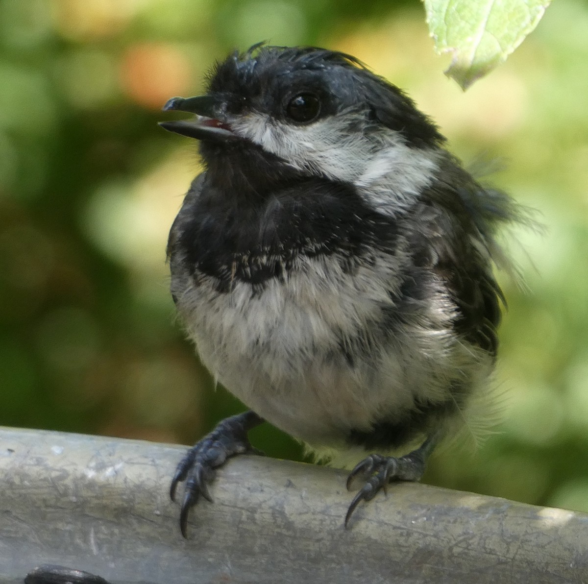 Black-capped Chickadee - ML640283953