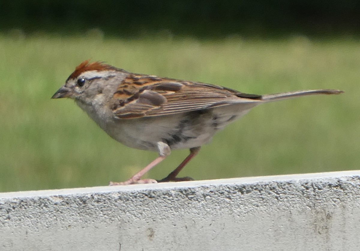 Chipping Sparrow - ML640283967