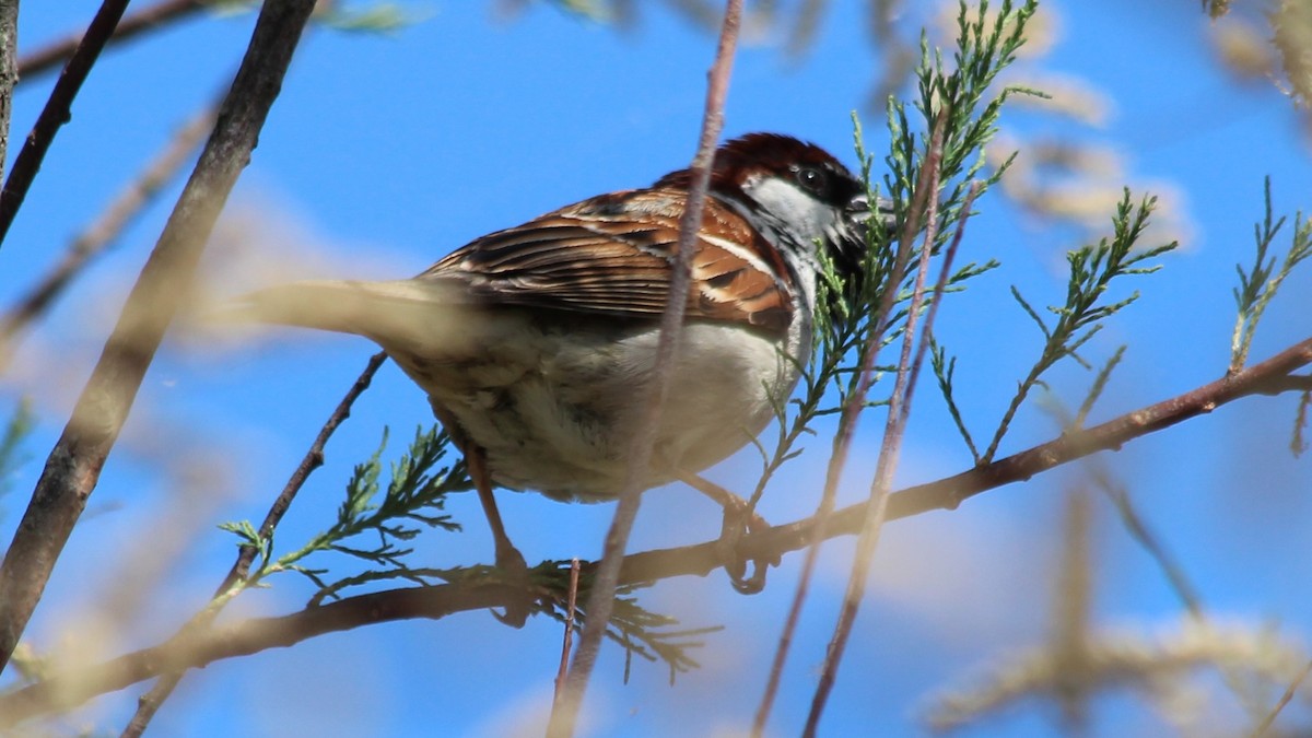 Italian Sparrow - ML640283977