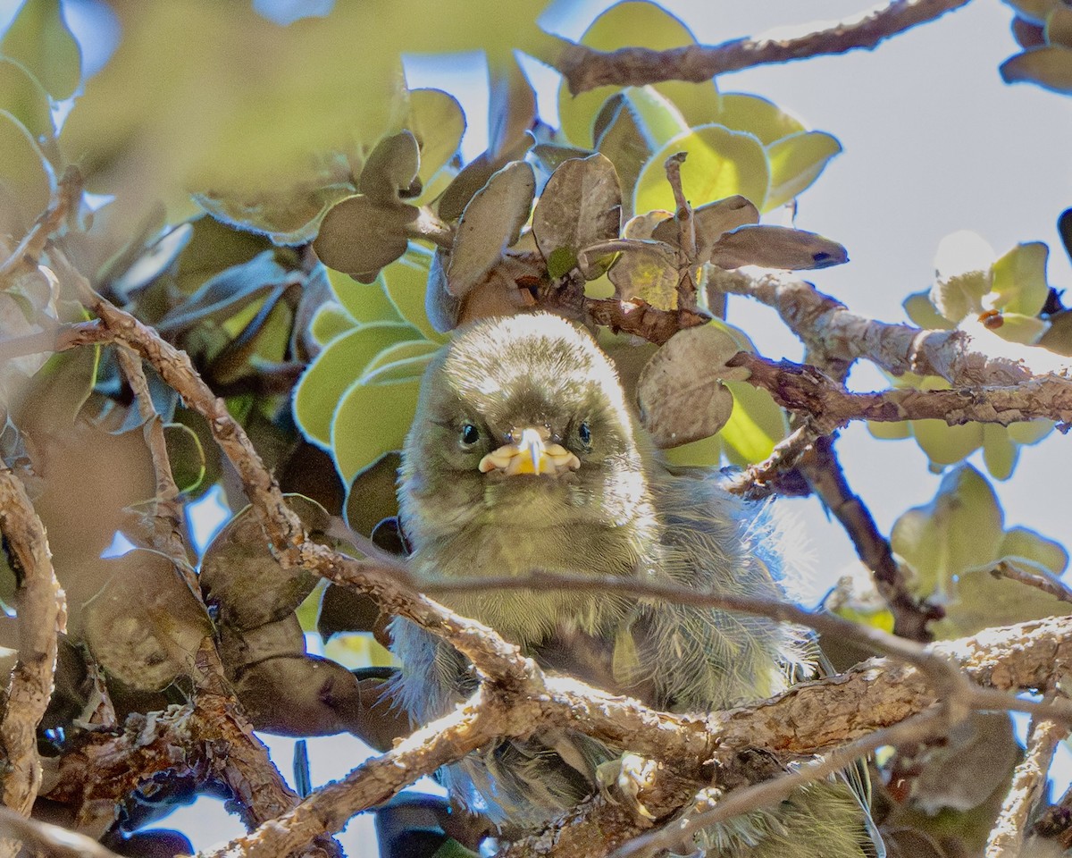 Akiapolaau - ML640283994