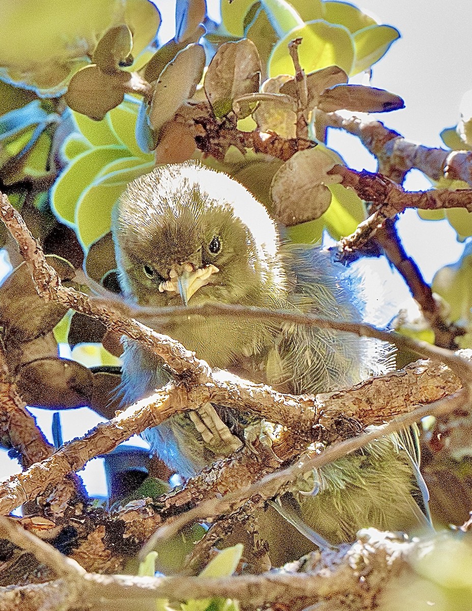 Akiapolaau - ML640283995