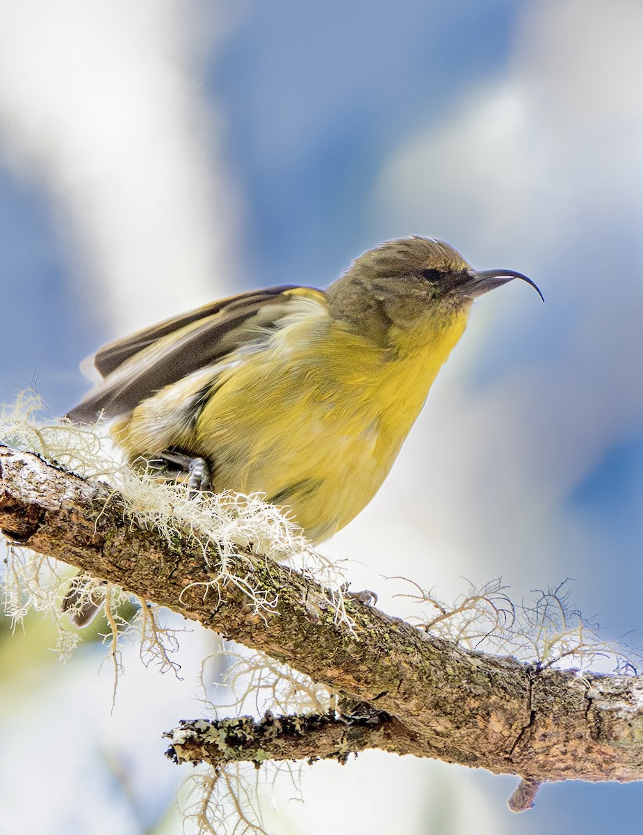 Akiapolaau - ML640283996