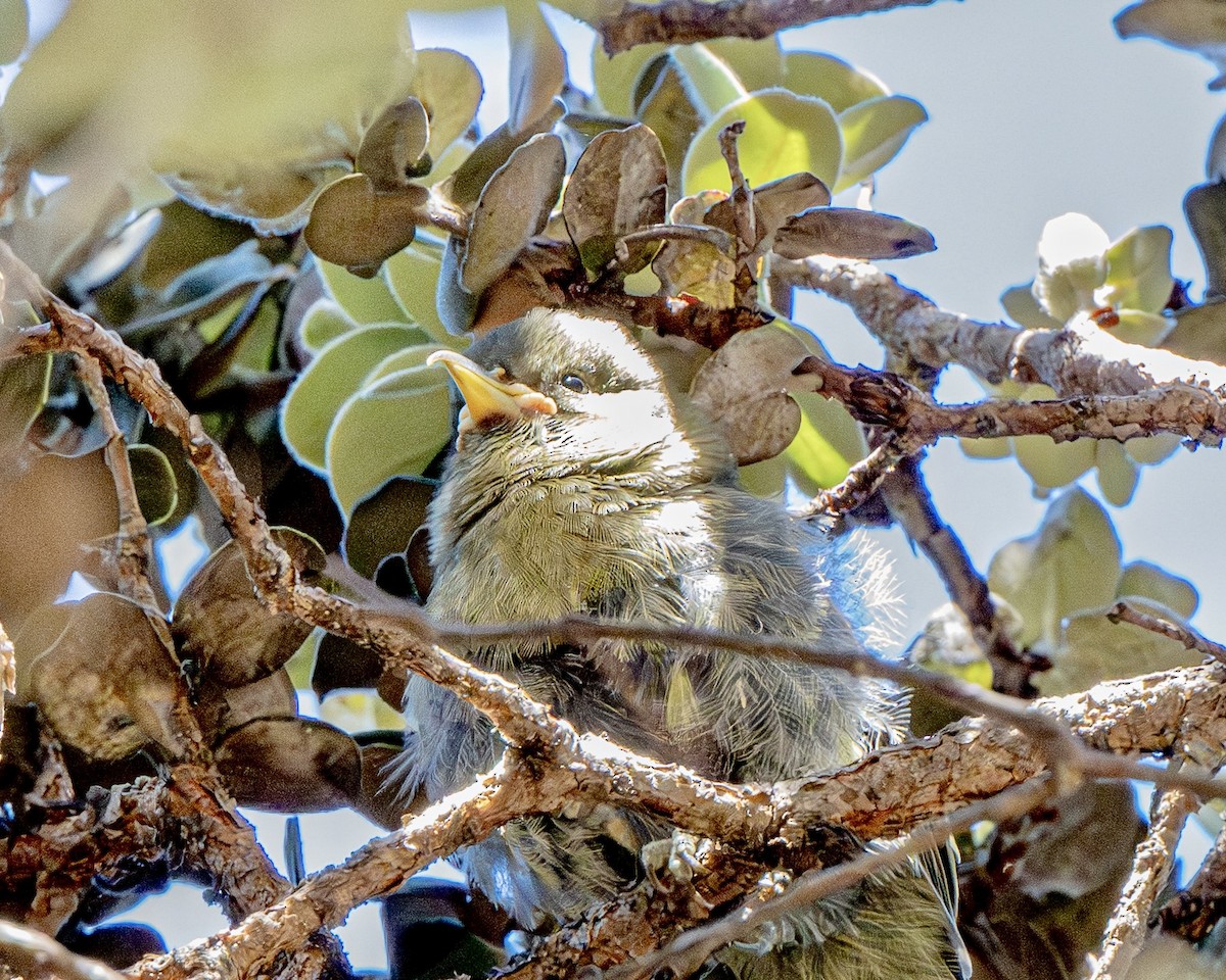 Akiapolaau - ML640283997