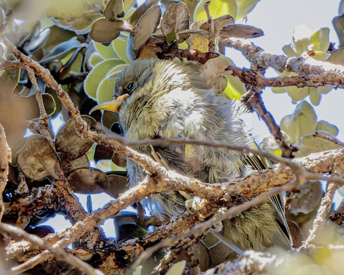 Akiapolaau - ML640283998