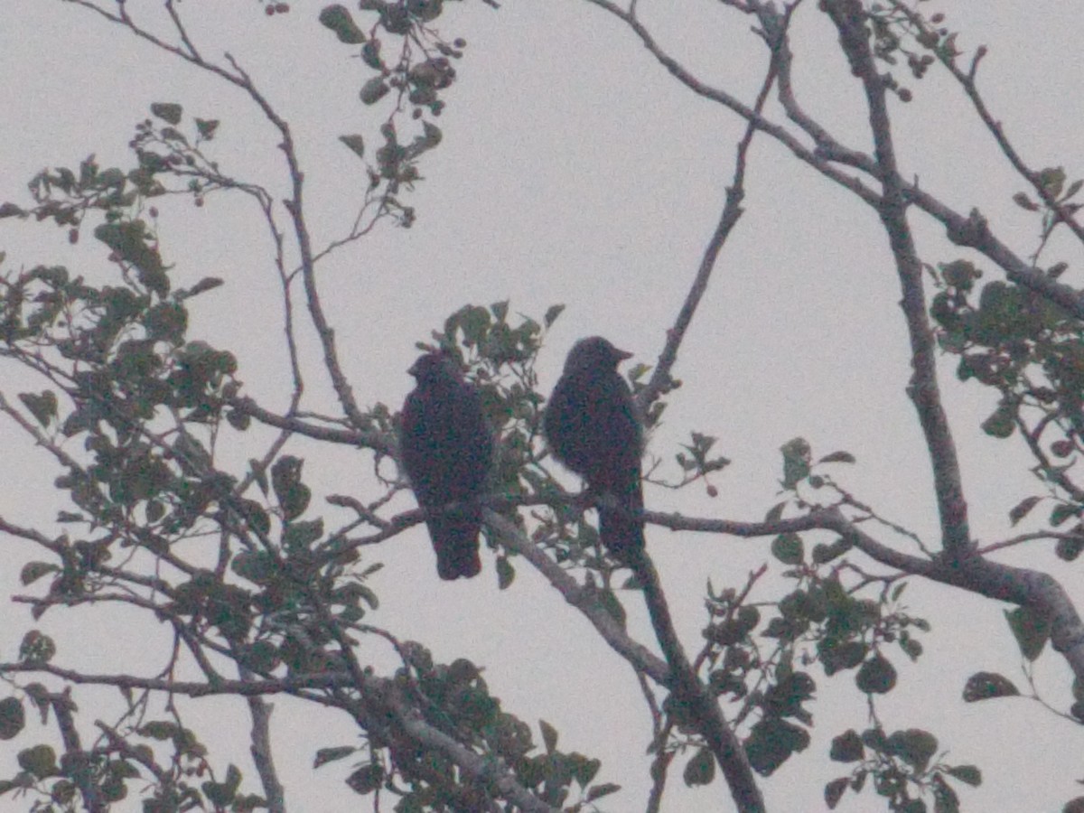 Eurasian Jackdaw - ML640284011
