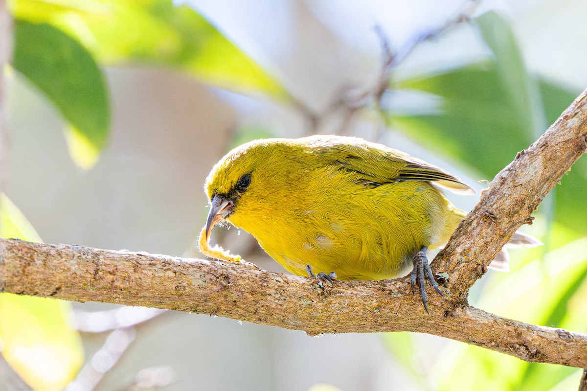 Hawaii Amakihi - ML640284026