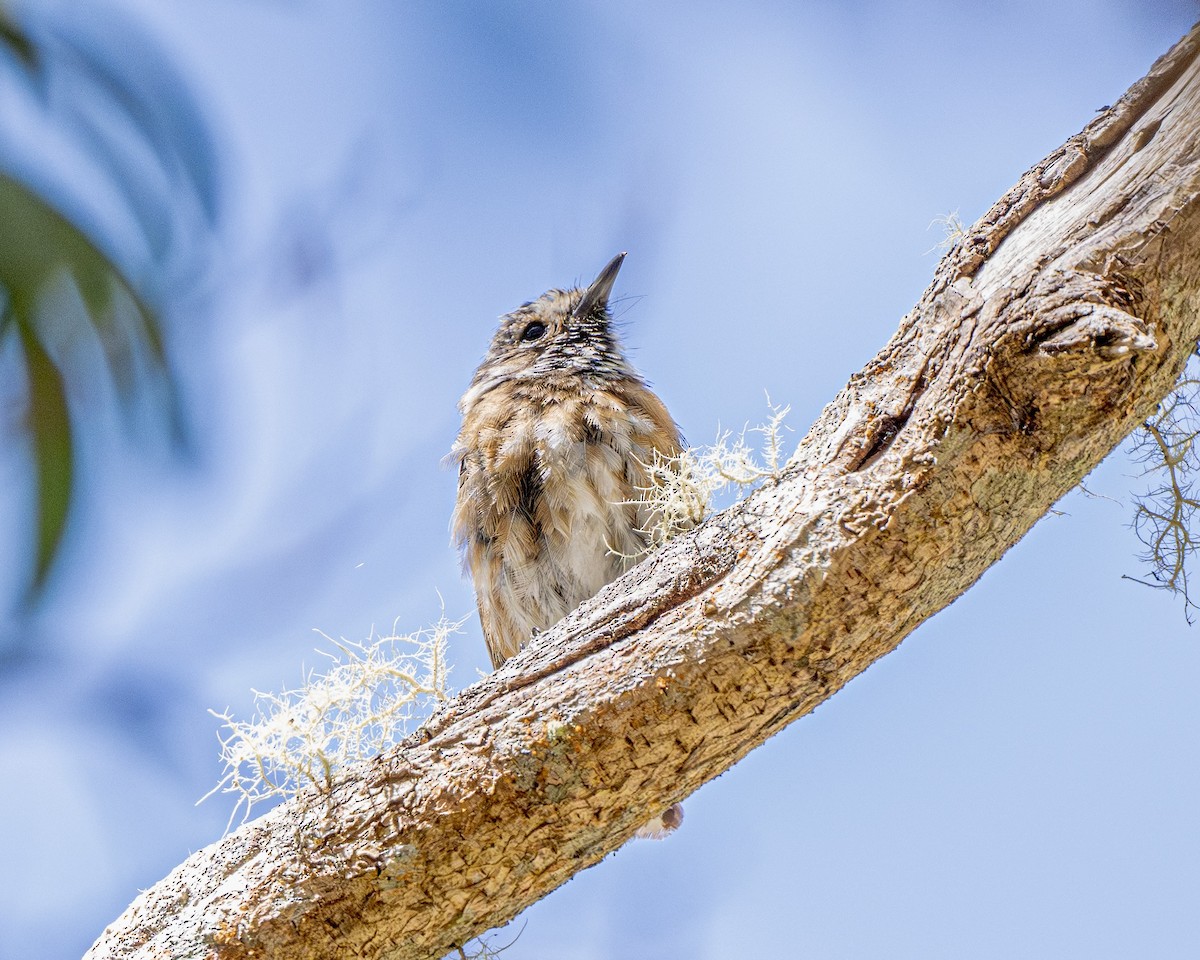 Hawaii Elepaio - ML640284033