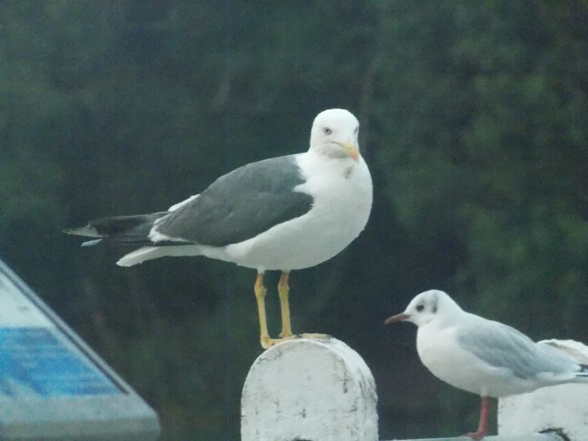 Lesser Black-backed Gull - ML640284055