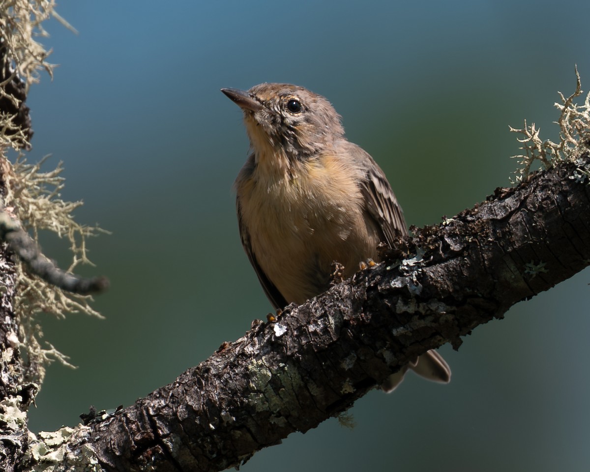 Pine Warbler - ML640284057
