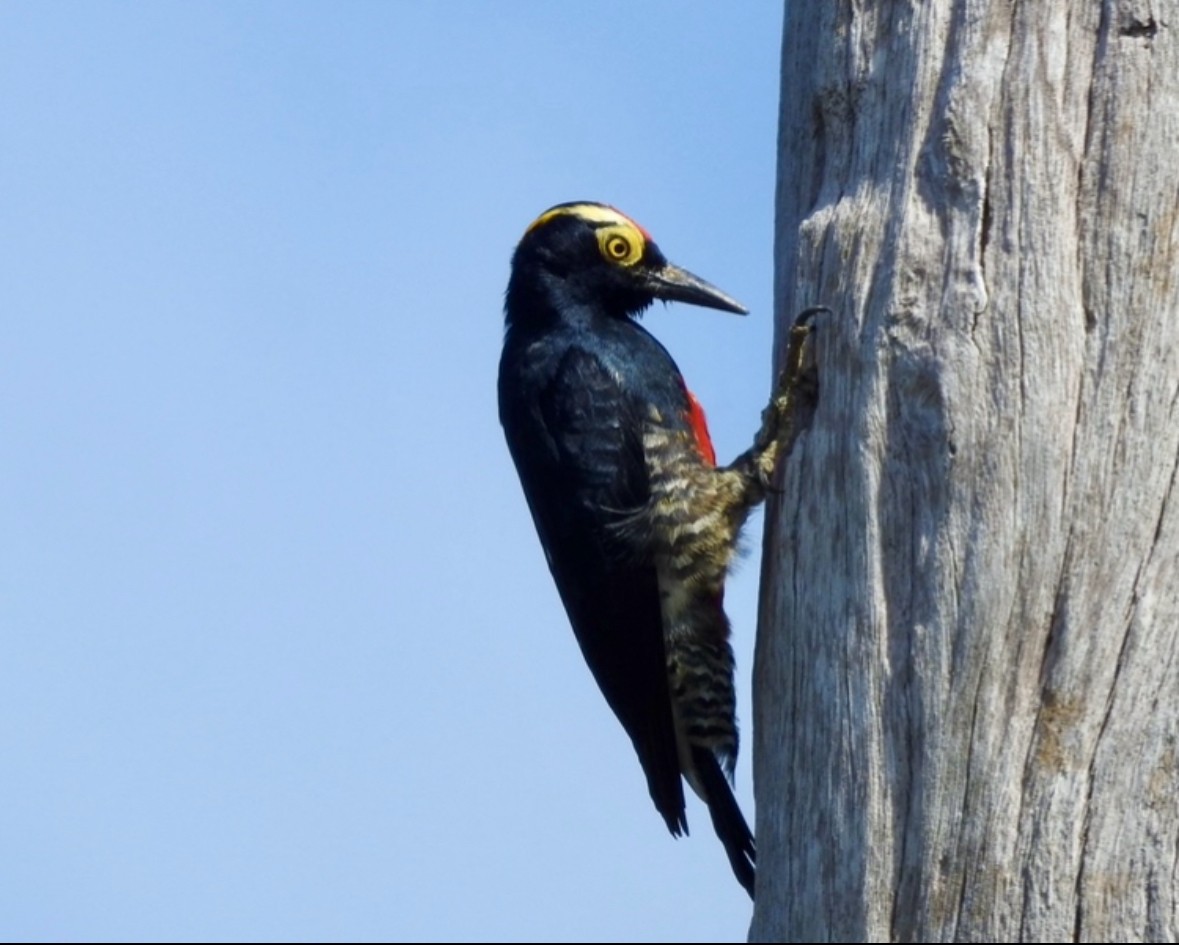 Yellow-tufted Woodpecker - ML640284108