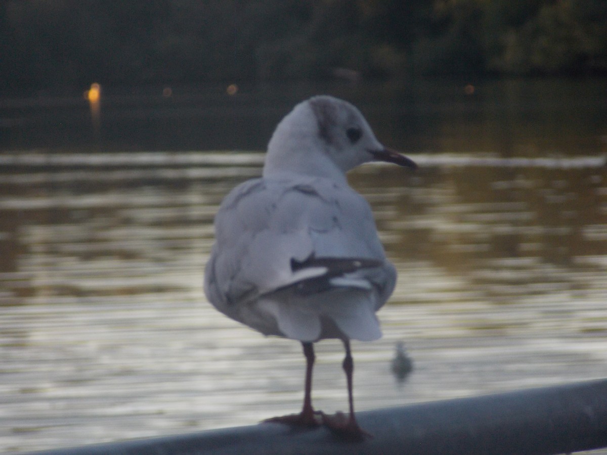 Black-headed Gull - ML640284115