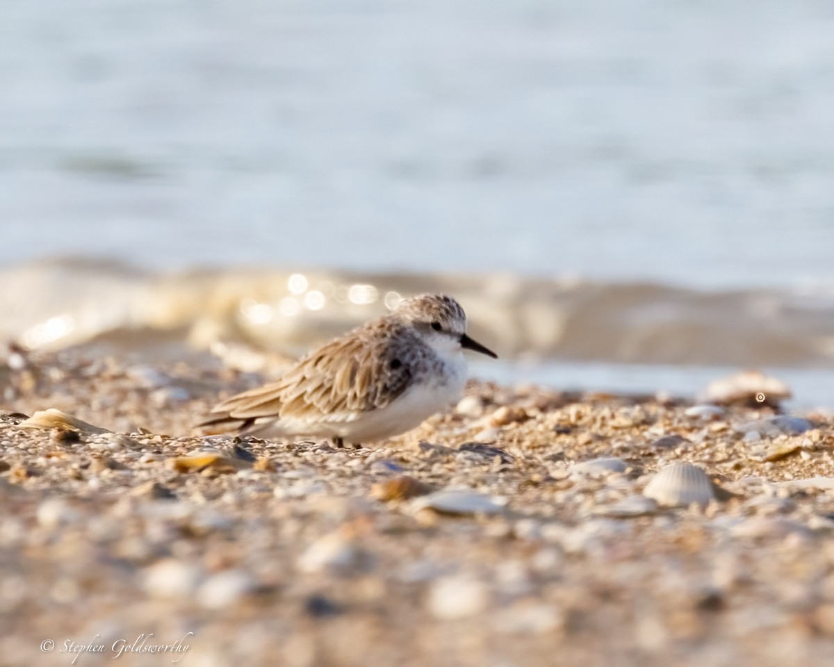 Red-necked Stint - ML640284146