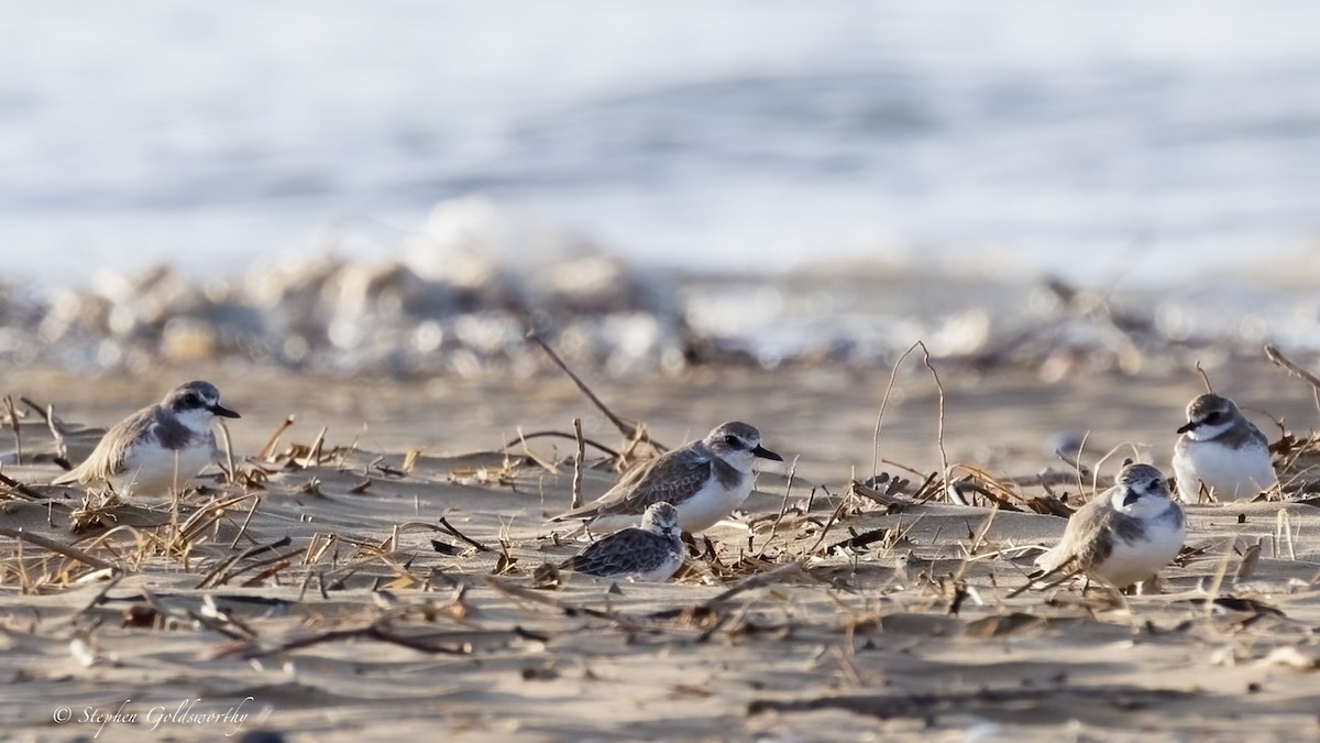 Red-necked Stint - ML640284147
